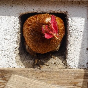 unsere Hühner dürfen sich frei bewegen, da schmecken die Eier besonders gut