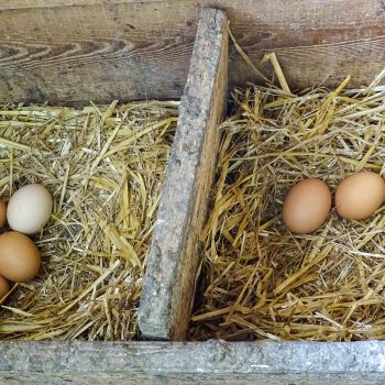 our hard-working hens lay eggs for us and our holiday guests