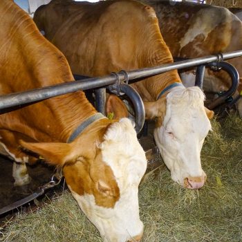 Le nostre mucche nella stalla quando vengono nutrite